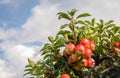 Tasty red apples against a cloudy sky Royalty Free Stock Photo