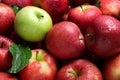 Tasty red apples and green one as background Royalty Free Stock Photo