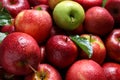 Tasty red apples and green one as background Royalty Free Stock Photo