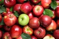 Tasty red apples and green one as background Royalty Free Stock Photo