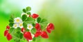 Tasty red fresh garden strawberries Royalty Free Stock Photo