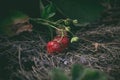 Tasty red fresh strawberries in the garden Royalty Free Stock Photo