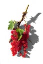 Tasty redcurrants