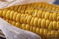 Tasty ripe corn. Ear of corn Royalty Free Stock Photo