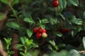 Tasty ripe lingonberries growing on sprig outdoors