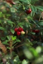 Tasty ripe lingonberries growing on sprig outdoors