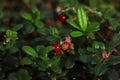 Tasty ripe lingonberries growing on sprig outdoors