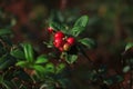 Tasty ripe lingonberries growing on sprig outdoors