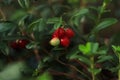 Tasty ripe lingonberries growing on sprig outdoors