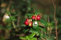 Tasty ripe lingonberries growing on sprig outdoors