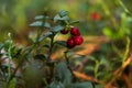 Tasty ripe lingonberries growing on sprig outdoors