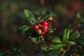 Tasty ripe lingonberries growing on sprig outdoors