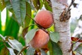 Tasty ripe peaches on tree close up