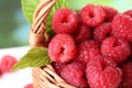 Tasty ripe raspberries and green leaves in wicker basket, closeup Royalty Free Stock Photo