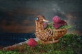 Tasty ripe raspberries in the wicker basket in the shape of a duck in beautiful green moss. Copy the place.