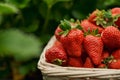Tasty ripe red strawberry in cute wicker basket.