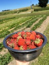 Tasty strawberries on a Danish Island