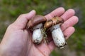 Tasty Suillus Gray on a man& x27;s hand. Mushroom picker with found plump mushrooms