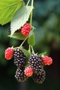 Tasty Summer Blackberries