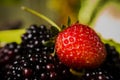 Tasty summer fruits on table. Cherry, Blue berries, strawberry, raspberries, Blackberries, pomegranate Royalty Free Stock Photo