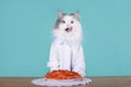 Tasty surprise for the cat Royalty Free Stock Photo