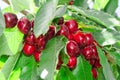 Tasty sweet cherry berry in lush leafage