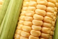 Tasty sweet corn cob as background Royalty Free Stock Photo