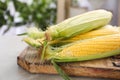 Tasty sweet corn cobs Royalty Free Stock Photo