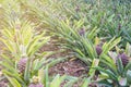 Growing pineapples in a greenhouse on the island of San Miguel, Ponta Delgada, Portugal.