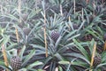 Tasty sweet fruits. Growing pineapples in a greenhouse on the island of San Miguel, Ponta Delgada, Portugal.