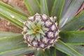 Tasty sweet fruits. Growing pineapples in a greenhouse on the island of San Miguel, Ponta Delgada, Portugal. Pineapple is a symbol