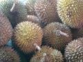 a tasty tropical durian fruits