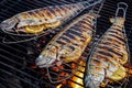 Tasty trouts on a garden grill Royalty Free Stock Photo