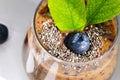 Tasty and useful smoothies from blueberry and chia seeds closeup