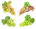 Tasty white and red wine in glasses and grapes Royalty Free Stock Photo