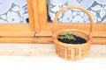 Tasty wild blackberries picked on the bushes.  The basket is full and they are ready for jam Royalty Free Stock Photo