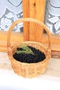 Tasty wild blackberries picked on the bushes.  The basket is full and they are ready for jam Royalty Free Stock Photo