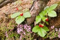 Tasty wild strawberries Royalty Free Stock Photo