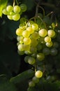 Tasty wine grapes in sunlight