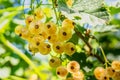 Tasty yellow currant berries growing on the branch of a bush Royalty Free Stock Photo