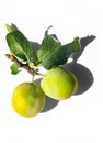 Tasty yellow plums Royalty Free Stock Photo