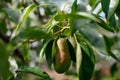 Tasty young pear hanging on tree. Royalty Free Stock Photo
