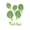 Tat soi illustration. Vector herb on white background. Fresh eco farm vegetable. Botanical hand-drawn cute salad