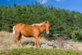 Tatar chestnut horse near bush of wild dog-rose at autumnal season