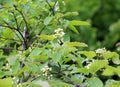 Tatar maple (Acer tataricum) grows in the wild Royalty Free Stock Photo