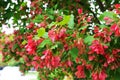 Tatar maple fruits or samaras