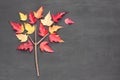 Tatar maple tree Acer tataricum made from branch and yellow red falling leaves on blackboard background. Autumn concept. Flat