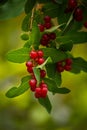 Tatarian or Alpine Honeysuckle Lonicera alpigena Detail