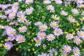 Tatarian aster's purple flowers blooming (Aster tataricus)