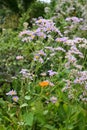 Tatarian aster Aster tataricus flowers.